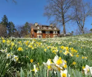 Historic estate house surrounded by a vibrant field of blooming daffodils at Reeves-Reed Arboretum, a botanical garden and cultural site in Union County, NJ.